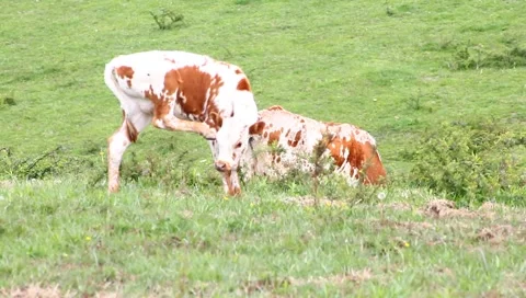 Calf Stock Footage 4886132