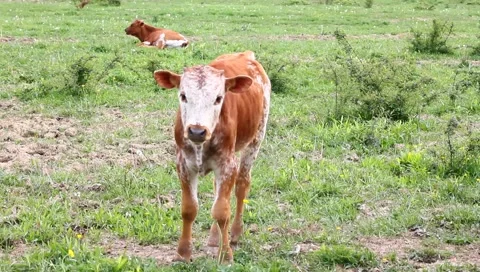 Calf Stock Footage 4886137