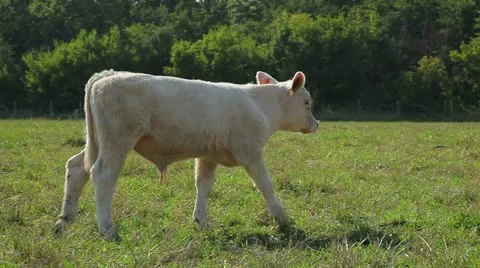 Calf 스톡 동영상 11058204