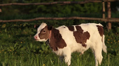 Calf Видео 23364078