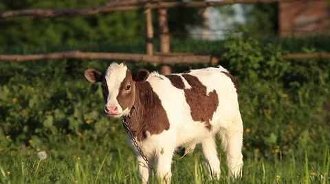 Calf Video stock 23364307