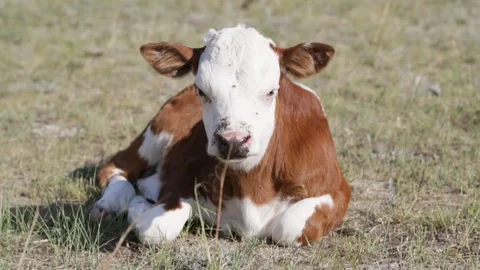 Calf Video stock 79868194