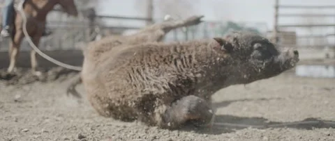 Calf Stock Footage 238405451