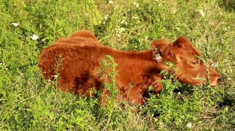 Calf Full HD Stock Footage 8521633