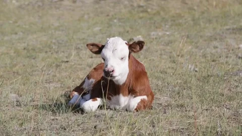 Calf on grass Video stock 79867866