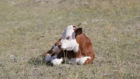 Calf on grass Video stock 79868074
