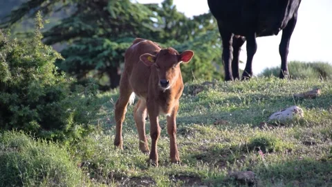 A Calf  in grass Stock Footage 130794841