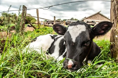 Calf in the grass Stock Photos