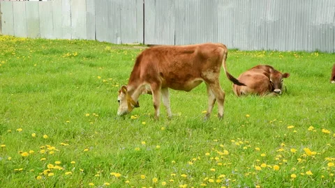 A calf grazes in a meadow and eats green grass. On a sunny summer day. Stock Footage 156237912