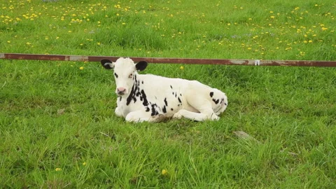 A calf grazes in a meadow and eats green grass. On a sunny summer day. Stock Footage 156237994