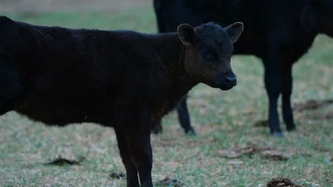 Calf grazing at dusk Video stock 102202460
