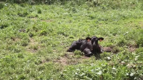 Calf grazing on grass Stock Footage 69109347