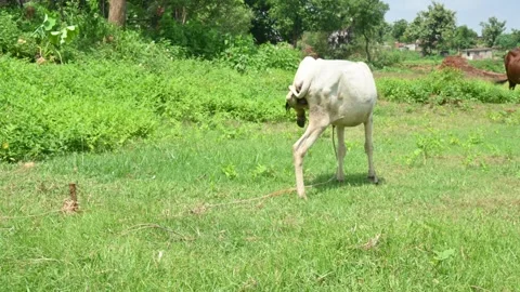 The calf is grazing in the green field. Stock Footage 252188103