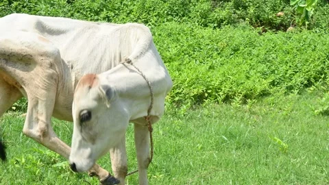 The calf is grazing in the green field. 库存影片 252188197
