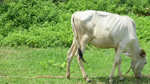 The calf is grazing in the green field. Видео 252188333