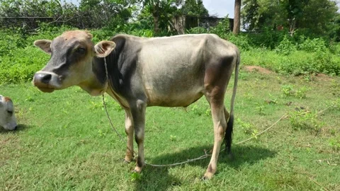 The calf is grazing in the green field. 库存影片 252188621