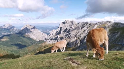 Calf grazing in the meadow Stock Footage 139730385
