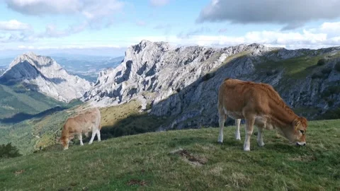 Calf grazing in the meadow Stock Footage 139730413