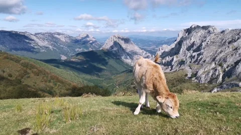 Calf grazing in the meadow Video stock 139730433