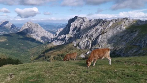 Calf grazing in the meadow Stock Footage 139731279