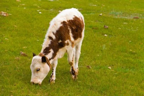 Calf grazing Stock Photos