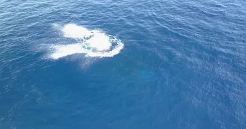 A Calf of Humpback Whale Jumping Stock Footage 136565118