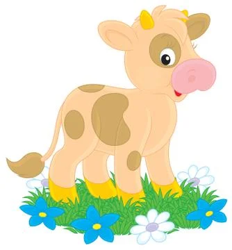 Calf Stock Illustration