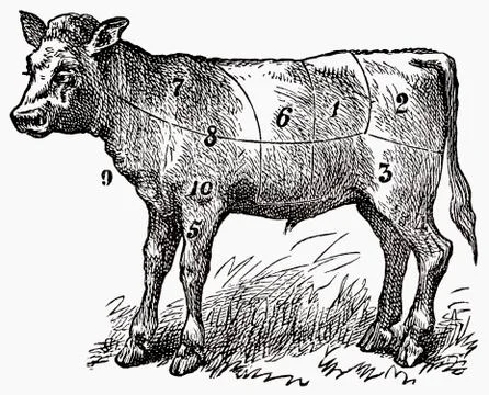 Calf (illustration) Illustrazione stock