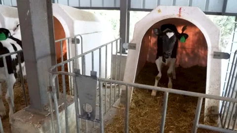 Calf inside a hutch with straw bedding on a dairy farm Stock Footage 340519124