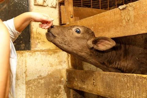Calf interacting with human hand Stock Photos