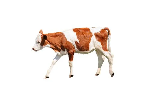 Calf isolated Stock-Fotos