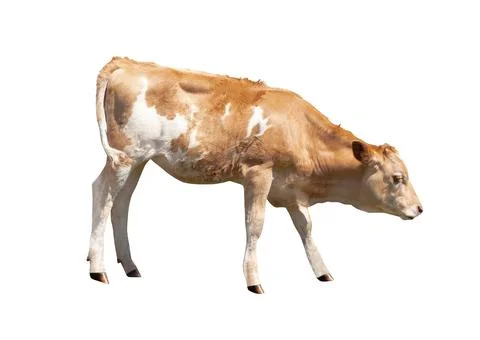 Calf isolated 스톡 사진
