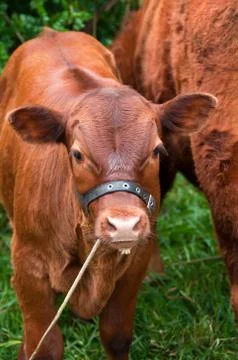 Calf on lead Stock Photos
