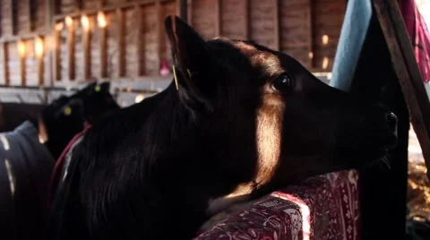 Calf learning to moo Stock Footage 45262778