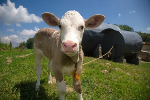 Calf on a leash. Stock Photos