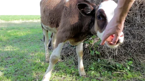 Calf licking hand Vidéo 53362664