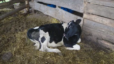 Calf licking itself in the barn Stock Footage 283292472