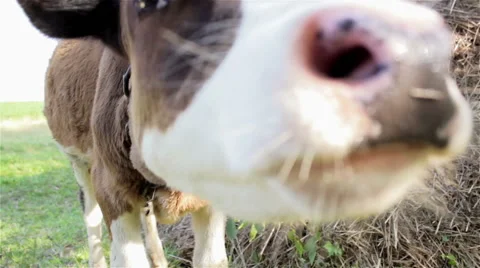 Calf licks camera Stock Footage 53846778