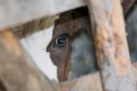 Calf looking at camera Stock-Fotos