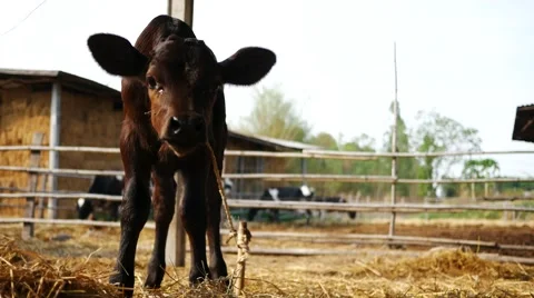 Calf looking at the camera with suspicion 스톡 동영상 64347484