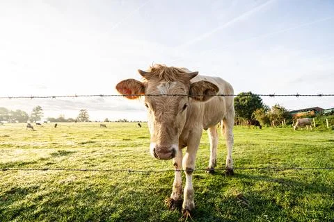 Calf looking through a barbed wire fence, close-up wide angle Stock Photos