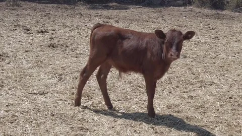 A calf looks at the camera - 270 Stock Footage 310502191