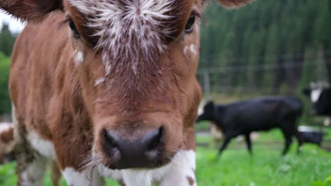 The calf looks at the camera and moans Video stock 163532177