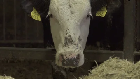 Calf Looks At camera Stock Footage 74272430