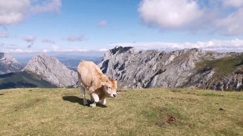 Calf lying down in the meadow to rest Stock Footage 139731347
