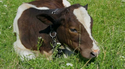 Calf lying on a grass Stock Footage 53168531