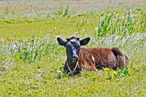 Calf lying on the grass Stock Photos