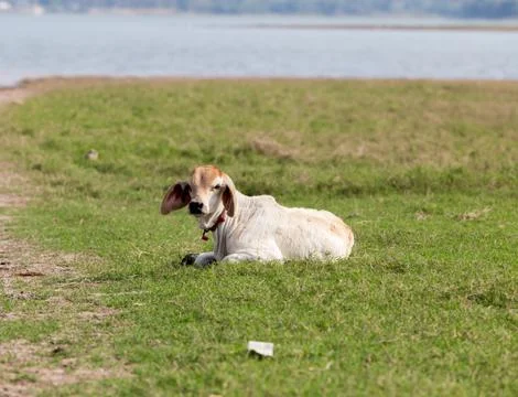 The calf is lying on the grass. Stock Photos