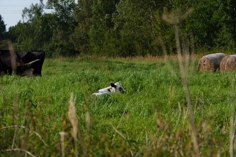 Calf lying on the grass Stock-Fotos