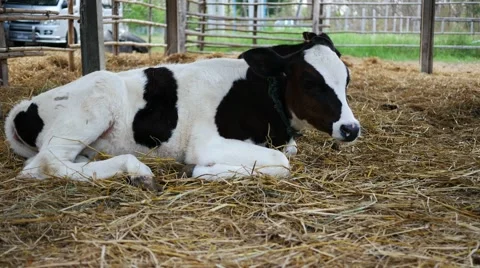 Calf lying on the haystack 動画素材 64349519
